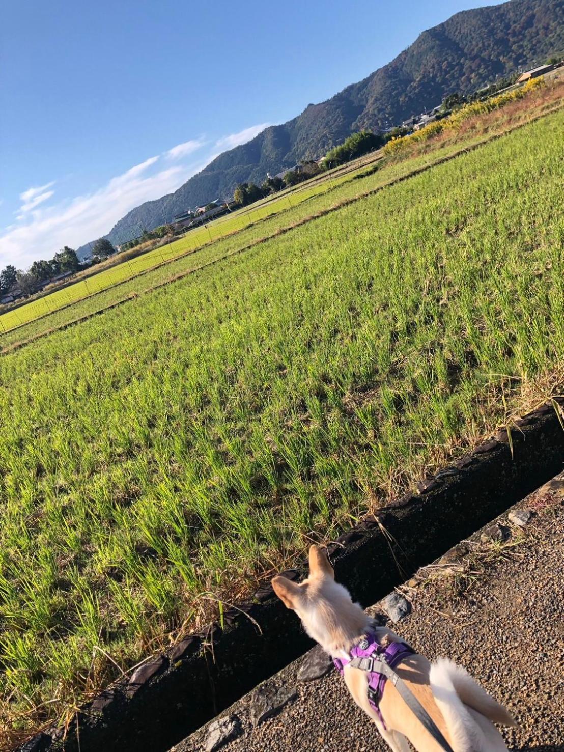 Tsubame-Ya Otel Kyoto Dış mekan fotoğraf