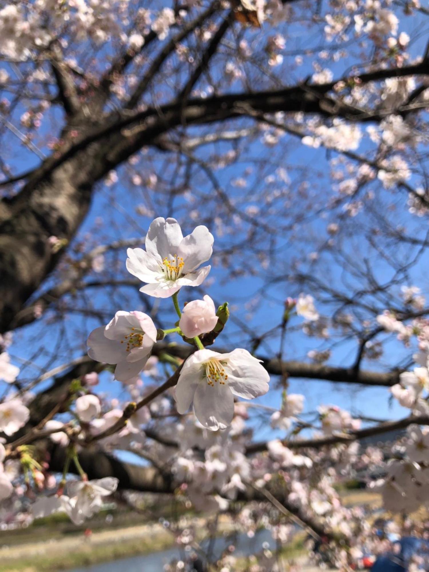 Tsubame-Ya Otel Kyoto Dış mekan fotoğraf