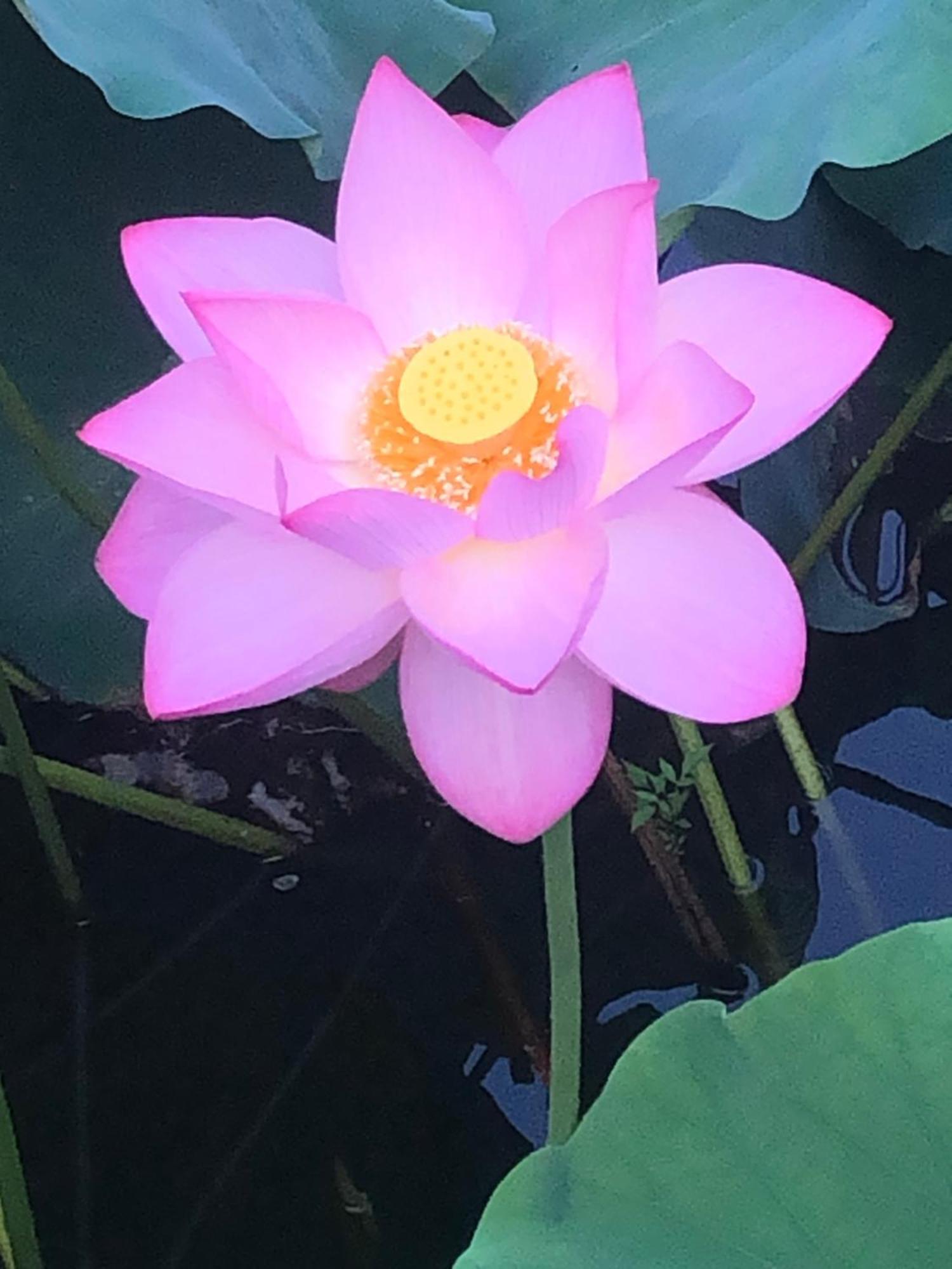 Tsubame-Ya Otel Kyoto Dış mekan fotoğraf