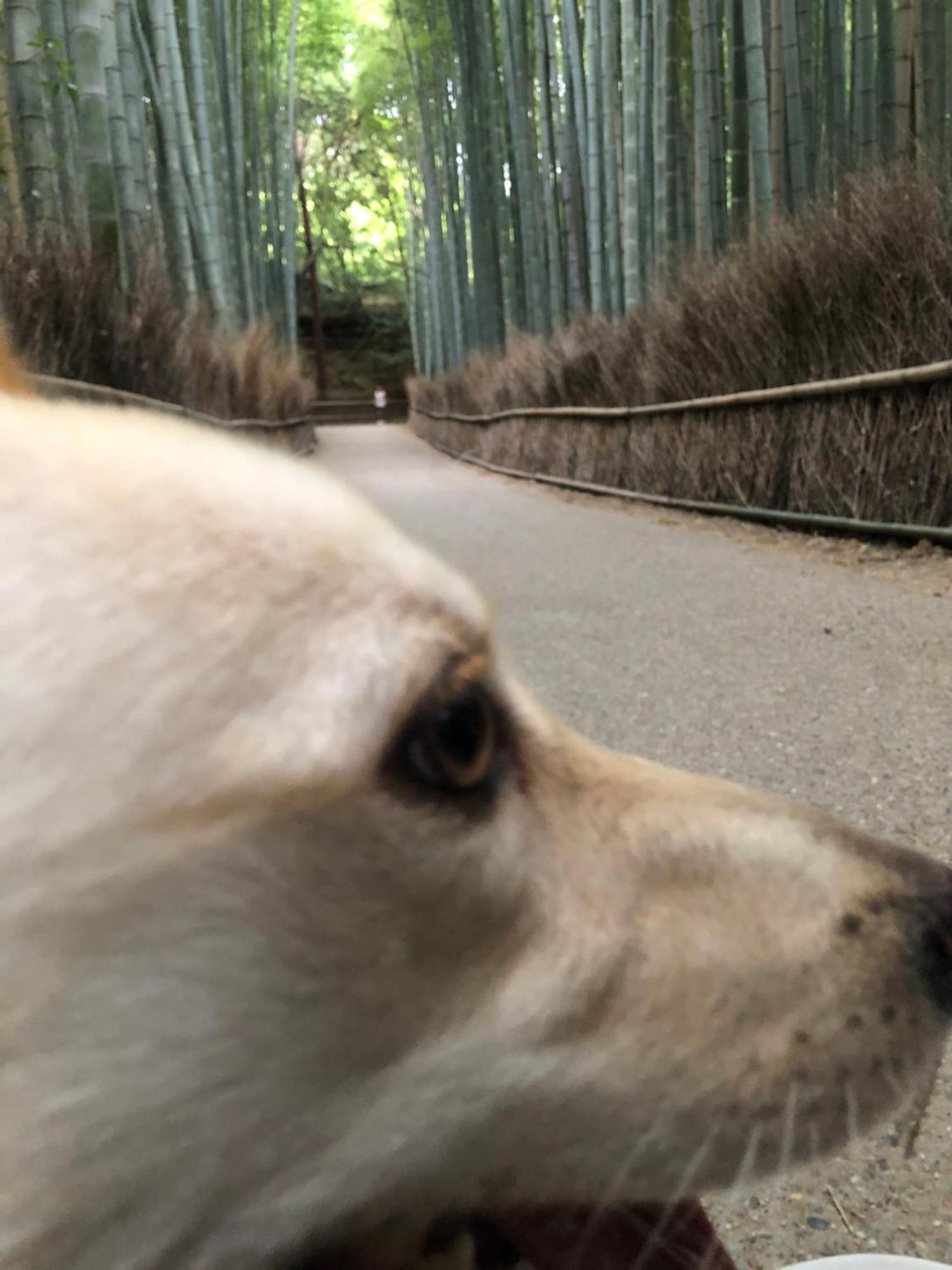 Tsubame-Ya Otel Kyoto Dış mekan fotoğraf